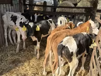 Byk, Simmental cattle — zdjęcie 2