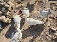 Ducks — photo 2
