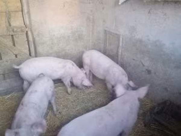 Шошқалар (топ, жынысы көрсетілмеген), Шошқалар — Венгрия