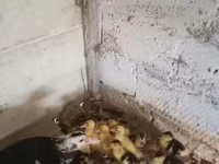 Ducks — الصورة 5