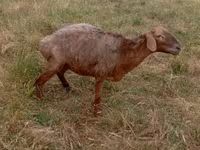 نعجة, Kazakh meat-wool sheep — الصورة 1