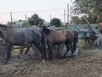 Hengst, Kazakh horse — Foto 4