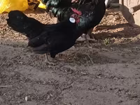 bantam — 1. fotó