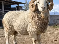 Carnero, Kyrgyz Mountain merino sheep — foto 1