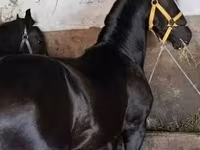 Айғыр, Friesian — 2-сурет