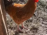 Chickens — 照片 1