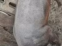 Boar, Дюрок — photo 2