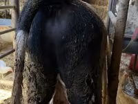 公牛, Russian Black pied cattle — 照片 4