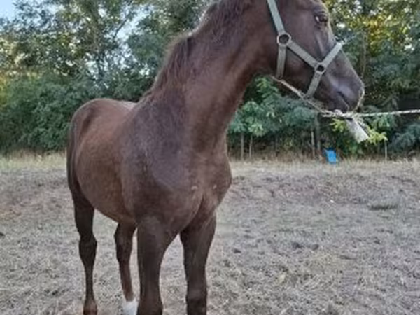 Caballo, Caballos