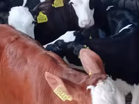 Býk, Simmental cattle — foto 2