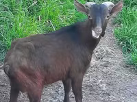 Nőstény kecske, Irish goat — 1. fotó