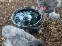 Brahma — photo 2