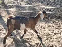 Dişi keçi, Nubian Goat — foto 2