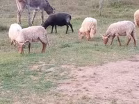 公羊, Racka sheep — 照片 2