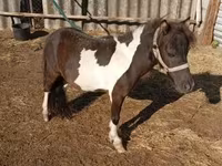 Hengst, Falabella — Foto 1