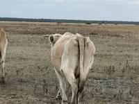 Cow, Latvian Blue cattle — photo 3
