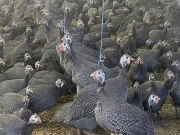 Guinea fowl