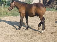 Horse (M), Hungarian horse breed — photo 3