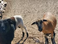 Oveja, Cameroon sheep — foto 1