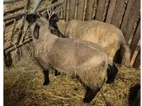公羊, White Suffolk sheep — 照片 1