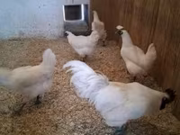 गा नोई — फ़ोटो 4