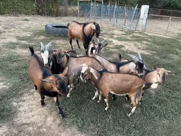 公山羊, Goats