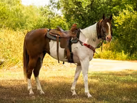 Horse (M), American paint horse — photo 4