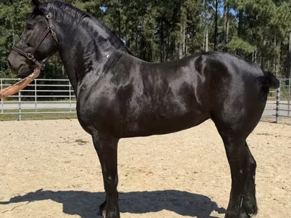 Kanca, Percheron