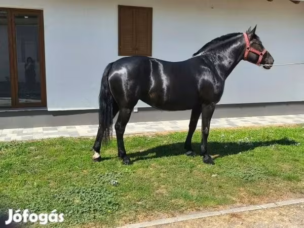 فرس, الخيول