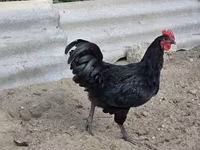 Australian Pit Game fowl — photo 4