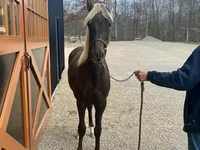 Hing, Rocky Mountain Horse — 3. fotó