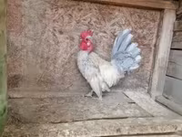 Japanisches Bantam — Foto 4
