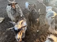 Cabras (lote, sexo no especificado), Cabras — foto 1