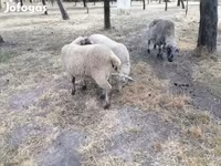 भेड़, White Suffolk sheep — फ़ोटो 7