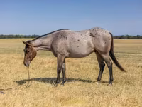 Caballo, Quarter Horse — foto 2
