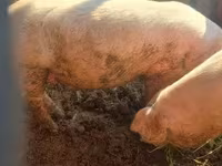 猪（批次，未指定性别）, Pigs — 照片 1