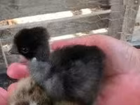 Chickens — الصورة 3