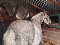 Jument, Ukrainian Riding Horse — photo 2