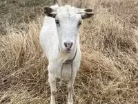 Cabra, Saanen goat — foto 7