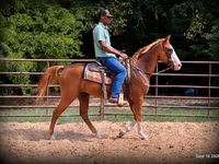 Hing, American paint horse — 7. fotó