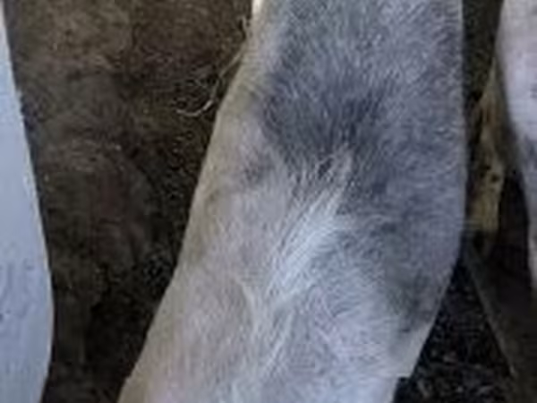 母猪, Pigs