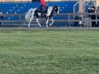 فرس, Pinto horses — الصورة 4