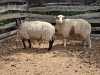 母羊, White Suffolk sheep — 照片 2