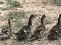 Ducks — Foto 1