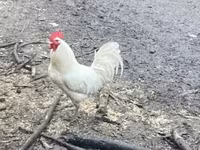 Chickens — photo 1