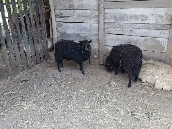 نعجة, Racka sheep — هنغاريا