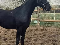 公马, Nonius horse — 照片 5