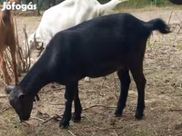 Nőstény kecske, Alpine goat — 2. fotó