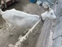 Nőstény kecske, Saanen goat — 2. fotó