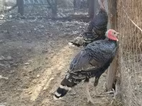 Turkeys — 3. fotó